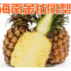海南金钻凤梨10斤新鲜当季水果整箱香水大菠萝手撕17号大果树上熟
